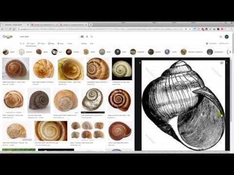 snail shell in Touchdesigner