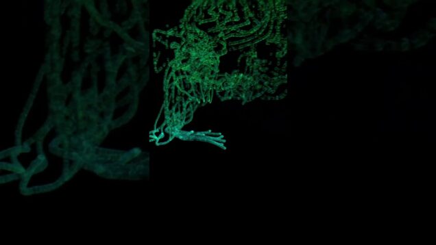 Snipet from Plants LIVE ep 5. #plantmusic #biodata #monstera  #visuals #touchdesigner