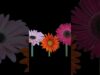 Audioreactive flower growth made with touchdesigner