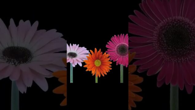 Audioreactive flower growth made with touchdesigner