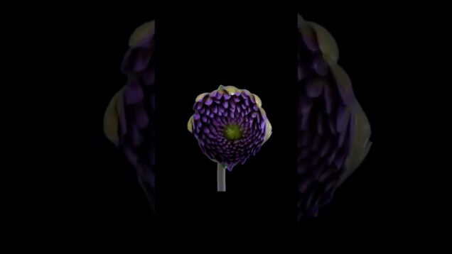 flowers      #generativeart #touchdesigner #satisfyingvideo