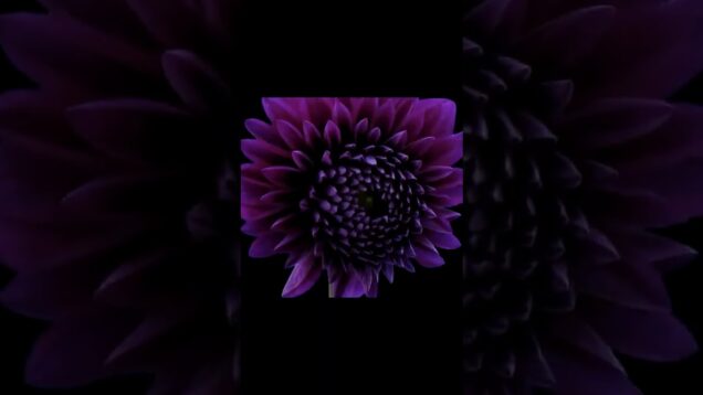 growing flowers generative art #shorts #generativeart #touchdesigner