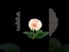 Growing flowers generative art Touchdesigner #shorts #generativeart #touchdesigner