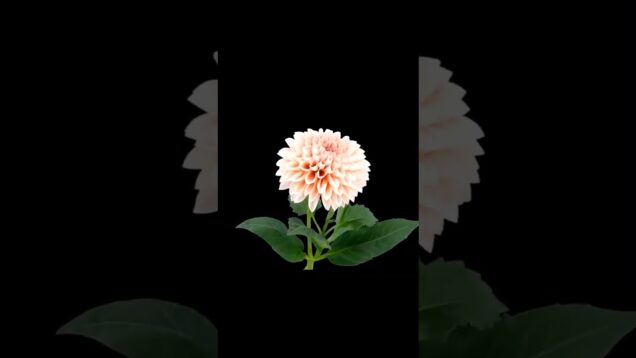 Growing flowers generative art Touchdesigner #shorts #generativeart #touchdesigner