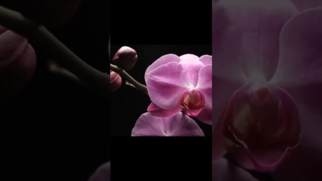 Growing flowers generative art with Touchdesigner #shorts #generativeart #touchdesigner