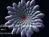 Phyllotaxis in TouchDesigner, no GLSL!