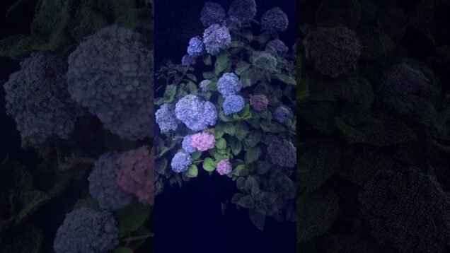 夏の紫陽花  #generative #summer #generativeart #touchdesigner #digitalart  #3dscan #particlesystem