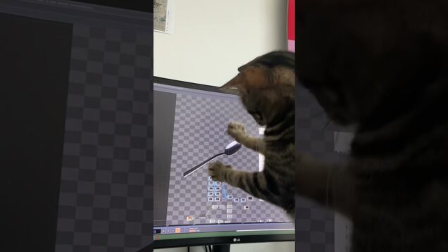 My cat playing with Touchdesigner #td