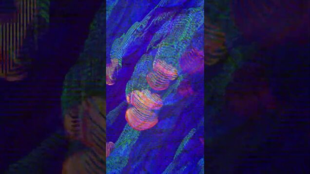 Circuitbent clips from a trip to the aquarium edited in TouchDesigner