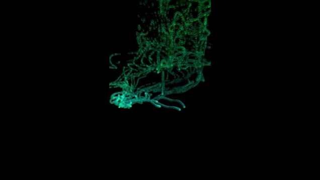 #crystal #worms #generative #biodata #ambientdrone #touchdesigner #visuals