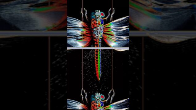 #dragonfly #touchdesigner #realtime #audioreactive #mezmerizing #trippy