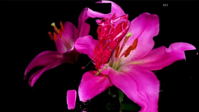 Flower Video TouchDesigner