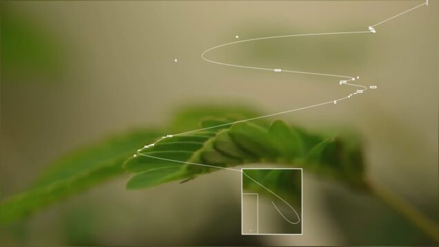 nouses kou style Blob & Line Tracing Touchdesigner Tutorial