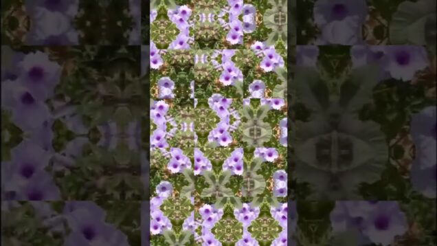 “Flores del Campo”              #touchdesigner