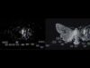 Moths (Touchdesigner Visuals Assignment 2)