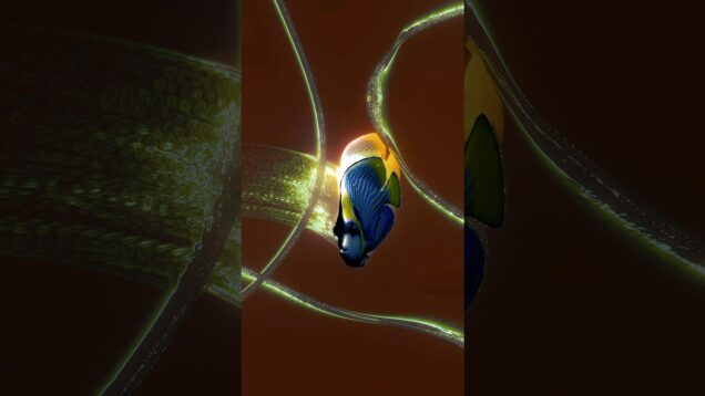 Angelfish dance to the kick and snare. #touchdesigner #realtime #audio #reactive #Fish #water #3d