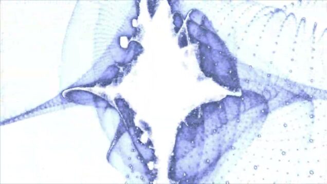 ANY OF ARI | jellywish generation | TouchDesigner