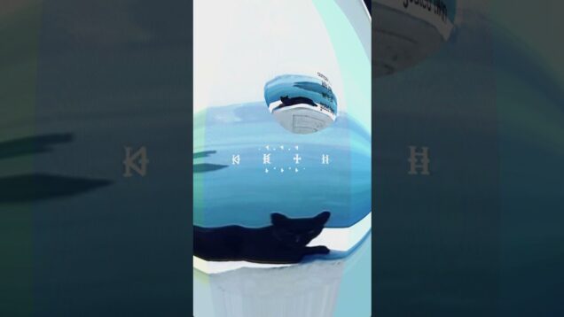 comparison kills joy  #touchdesigner #motivation #cat