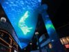 Digital whale 🐋 swims into the world's longest sky curtain. Touchdesigner Tutorial has been released