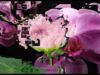 Finnjaminn #touchdesigner #aftereffects