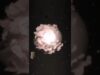 flower moon | 3d animation in Blender and touchdesigner  #3danimation #touchdesigner