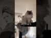My Cats Deserve TouchDesigner Visuals