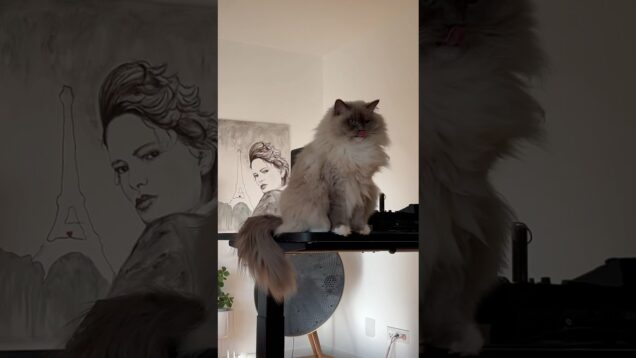 My Cats Deserve TouchDesigner Visuals