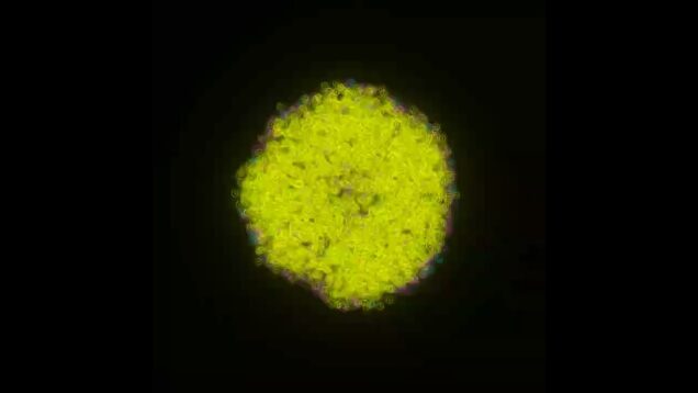 Circle boundaries – TouchDesigner