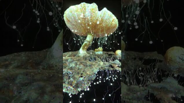 Invisible Mycelium | Touchdesigner Digital Art