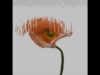 Liquid Image Displacement – TouchDesigner Flower Experiment