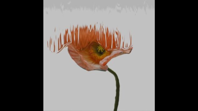 Liquid Image Displacement – TouchDesigner Flower Experiment