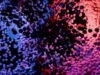 Touchdesigner + Kinect + Blender