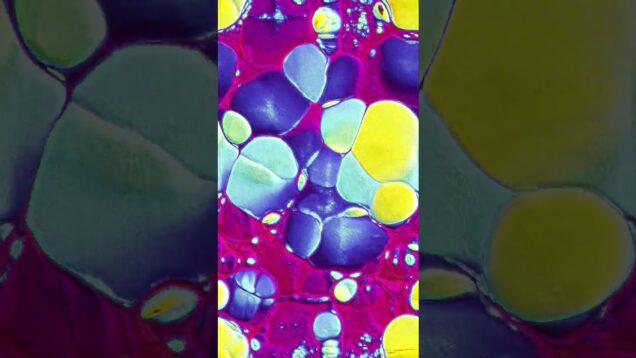 Morphogenetic Textures – Visuals in Motion