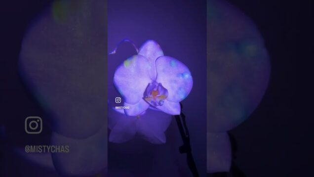 Quick projection mapping on an Orchid  #touchdesigner 🤍 #generativeart #motiongraphics