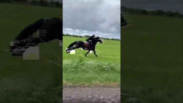 real horsepower | cr: @staldhaubrogaard | #horsepower #horse #touchdesigner #blobtracking