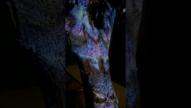 Video mapping on a tree 🌲🌈#touchdesigner