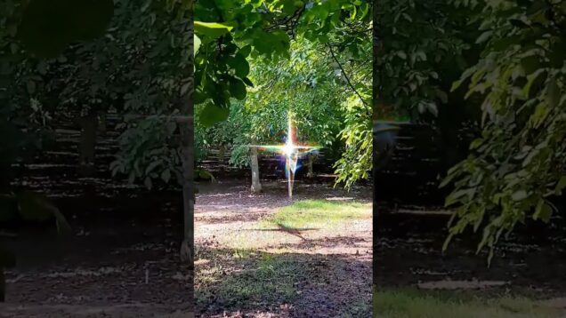 الكيان 6339#scp #dreamcore #digitalart #touchdesigner #غرائب #كائنات_فضائية #اكسبلور