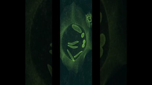 alterLife #eurorack #electronicmusic #touchdesigner #panspermia  #sound