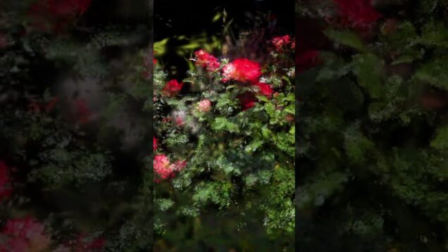 Audioreactive Gaussian Splats in TouchDesigner (Rose Garden) #sounddesign #touchdesigner