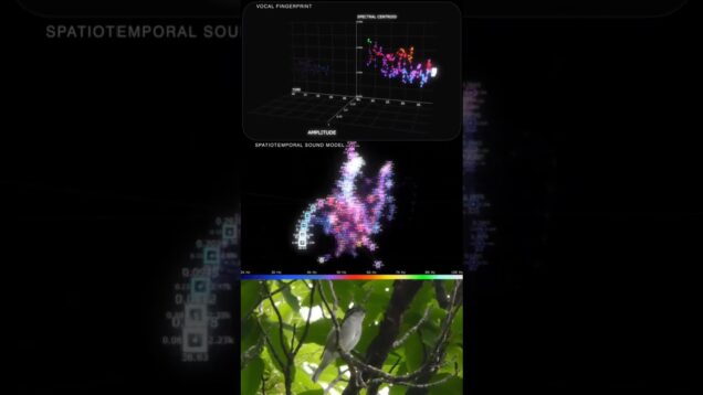 Created with Touchdesigner.#blackcap #bird #birdsong #touchdesigner #realtime #audio#datavisualizati
