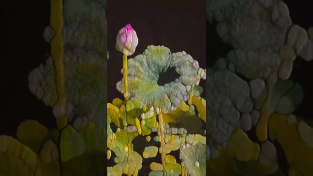 Flowers x Touchdesigner.watercolor #touchdesigner #visualart