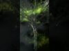 Fractal Tree Glitch – Gaussian Splatting Symmetry in TouchDesigner
