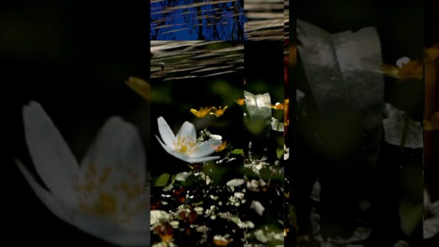 Look at the flowers, Lizzie #electronicmusic #idm #abstract #electronica #audiovisual #touchdesigner