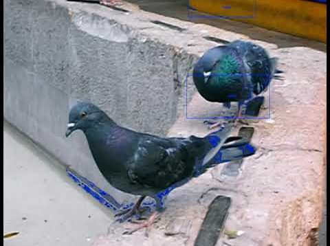 Palomas del centro (TouchDesigner)