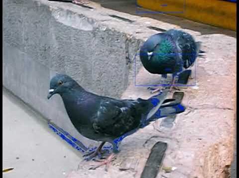 Palomas del centro (TouchDesigner)