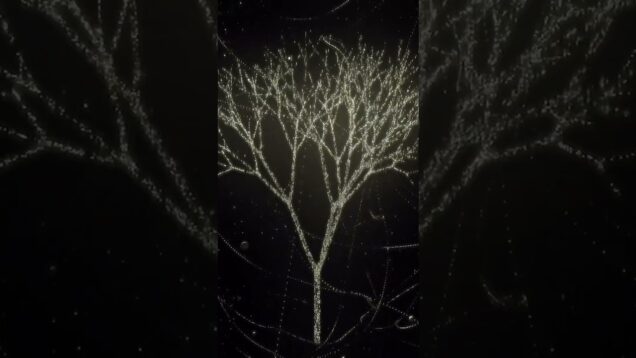 Particle system built in TouchDesigner #TouchDesigner #GenerativeArt #RealtimeGraphics #GLSL