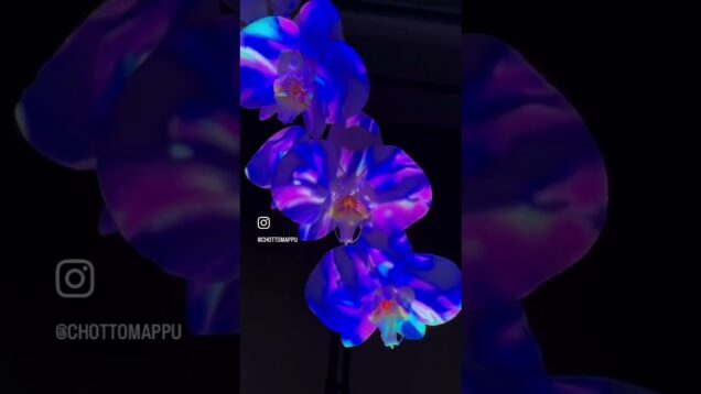 Quick projection mapping on an Orchid #touchdesigner #generativeart #projectionmapping #chottomappu