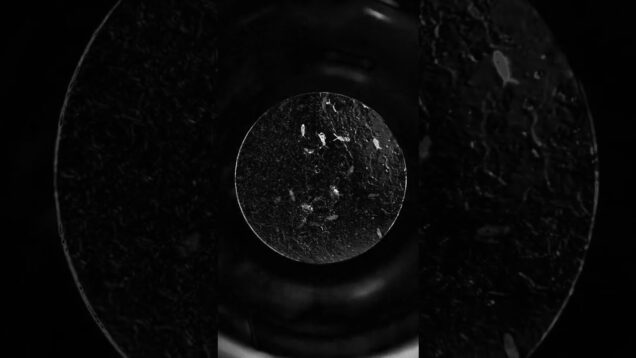 Springtails microscope Touchdesigner