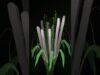 [TD Lab] Plants II #TouchDesigner #tutorial
