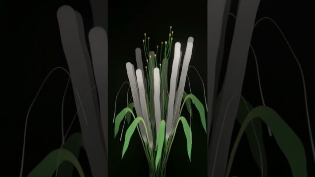 [TD Lab] Plants II #TouchDesigner #tutorial